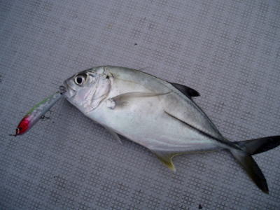 �M���K���A�W