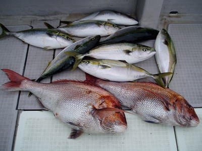 釣った魚は美味しく食べよう 東京湾ルアーフィッシング ガイド ゲームフィッシングバレントン 横浜